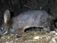 Riverine rabbit