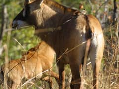 Roan antelope