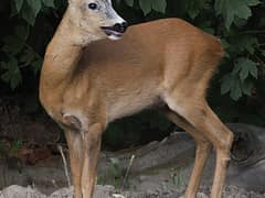 Roe deer