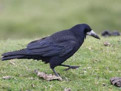Rook