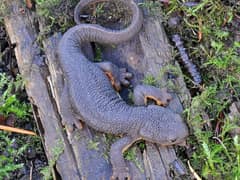 Rough-skinned newt