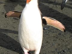 Royal Penguin