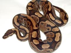 Royal python