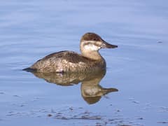 Ruddy Duck