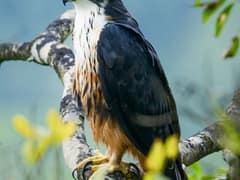 Rufous-bellied Hawk-Eagle