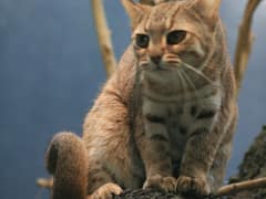 Rusty-spotted cat
