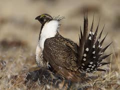 Sage Grouse