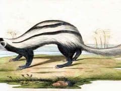 Saharan striped polecat