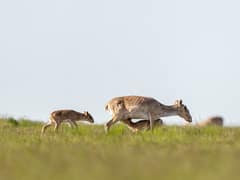 Saiga