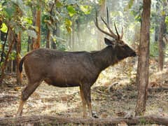 Sambar