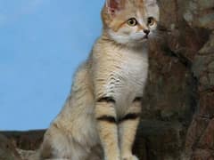 Sand cat