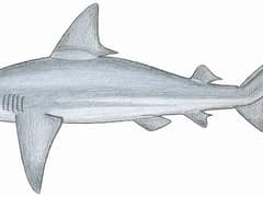 Sandbar shark