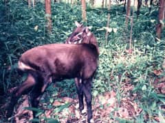 Saola