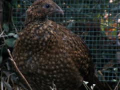 Satyr Tragopan