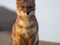 Sechuran fox