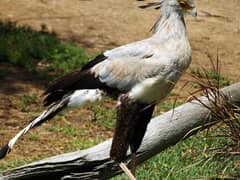 Secretarybird