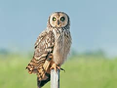 Short-eared Owl