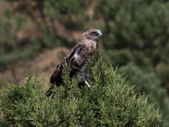 Short-toed Snake Eagle