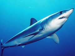 Shortfin mako shark