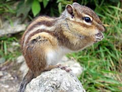 Siberian chipmunk