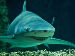 Sicklefin lemon shark
