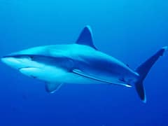 Silvertip shark