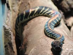 Boelen-Python