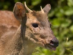Small red brocket