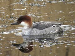 Smew