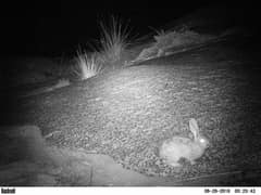 Smith's red rock hare