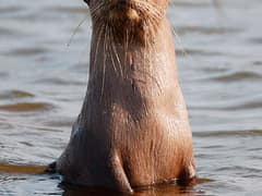 Smooth-coated otter