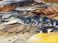 Smooth-fronted caiman