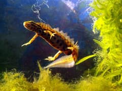 Smooth newt