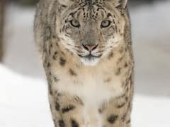 Snow leopard