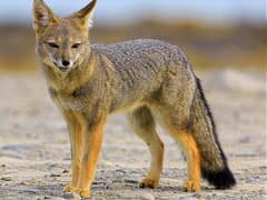 South American gray fox