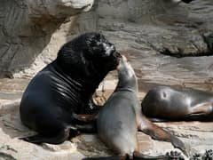 South American sea lion