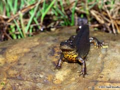 Southern crested newt