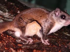 Southern flying squirrel