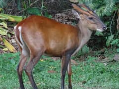 Southern red muntjac