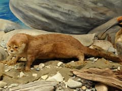 Southern river otter