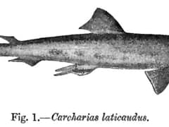 Spadenose shark