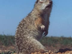 Speckled ground squirrel