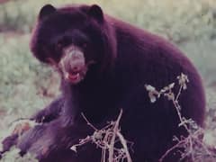 Spectacled bear
