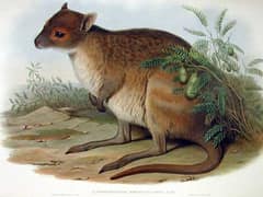 Spectacled hare-wallaby