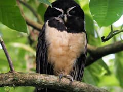 Spectacled Owl