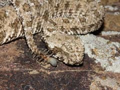 Spider-tailed horned viper