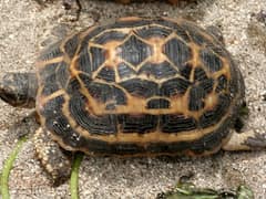 Spider tortoise
