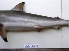 Spinner shark