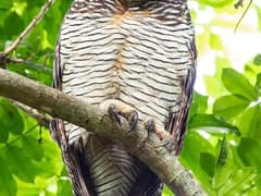 Spotted Wood Owl