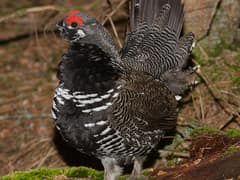 Spruce Grouse